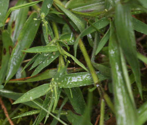 Dichanthelium lanuginosum, 2026-09-04