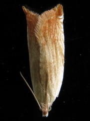 Ancylis platanana