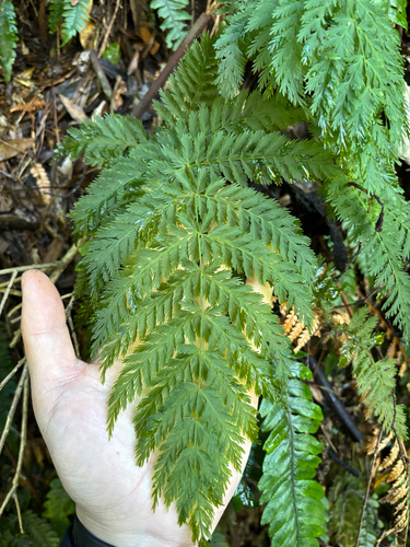 Leptopteris hymenophylloides, photograph 5