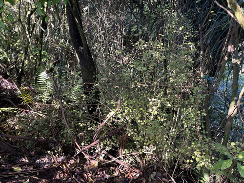 Rhabdothamnus solandri, photograph 6