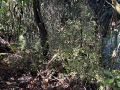 Rhabdothamnus solandri, photograph (c) Damon H, some rights reserved (CC BY)
