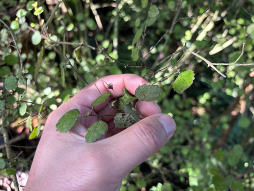 Rhabdothamnus solandri, photograph 5