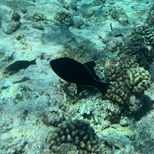 Black durgon