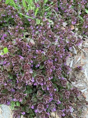 Glechoma hederacea