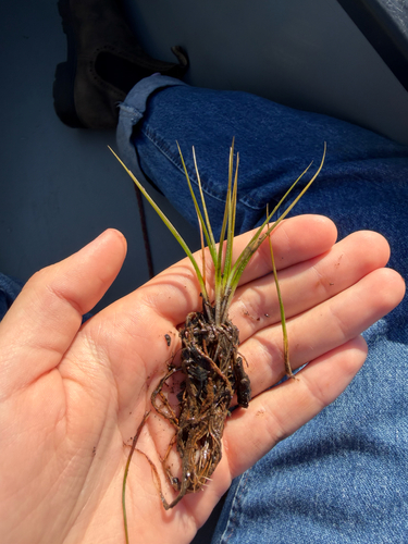 Isoetes echinospora observed 2026-09-10