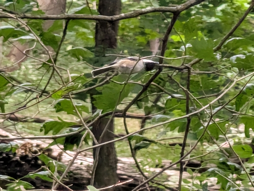 Black-capped Chickadee