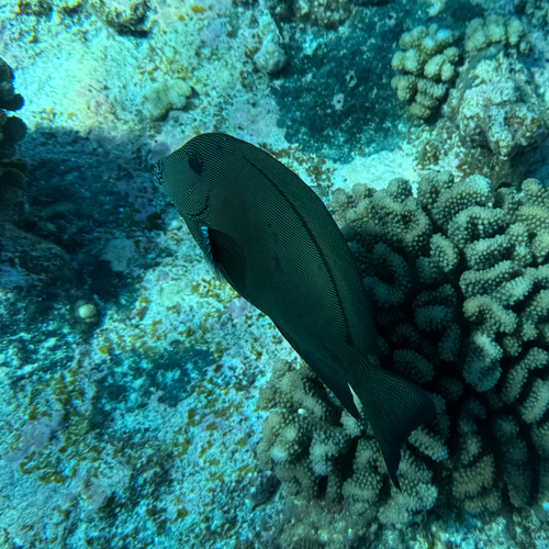 Ctenochaetus hawaiiensis observed 2026-09-10