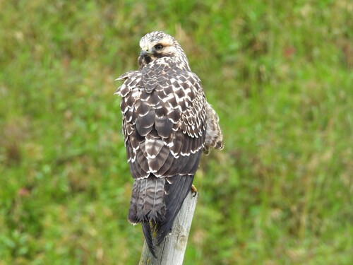Swainson's Hawk