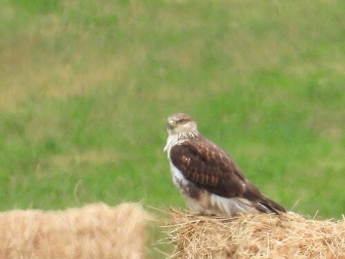 Ferruginous Hawk