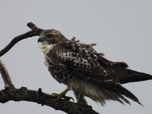 Red-tailed Hawk