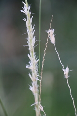 Hilaria belangeri