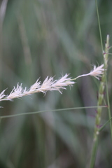 Hilaria belangeri, photograph (c) Zihao Wang, some rights reserved (CC BY)