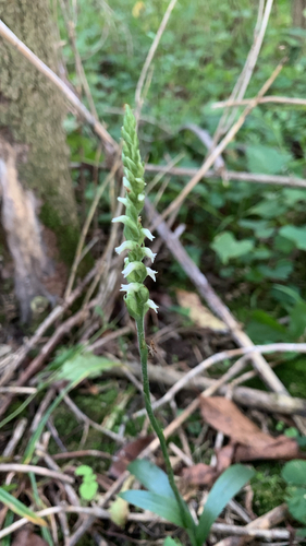 Oval Ladies' Tresses