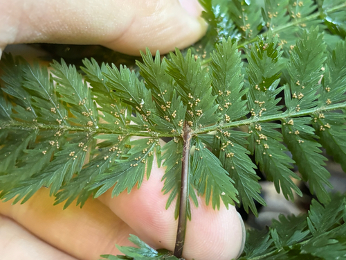 Leptopteris hymenophylloides, photograph 6