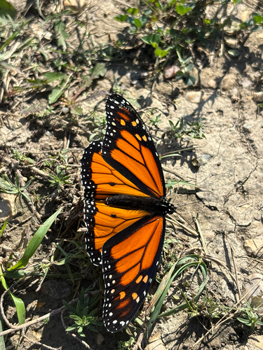 Monarch