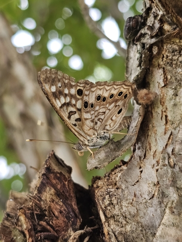 Hackberry Emperor