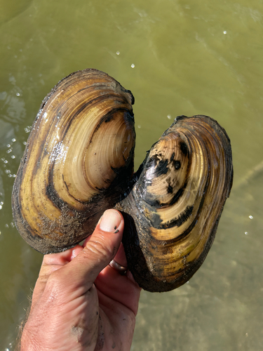 Fragile Papershell