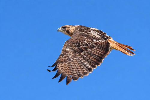 Red-tailed Hawk