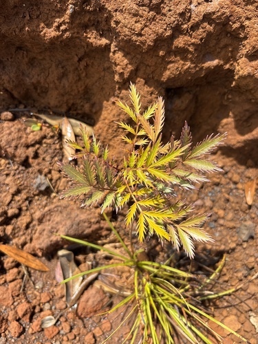 Myodocarpus fraxinifolius observed 2026-09-11