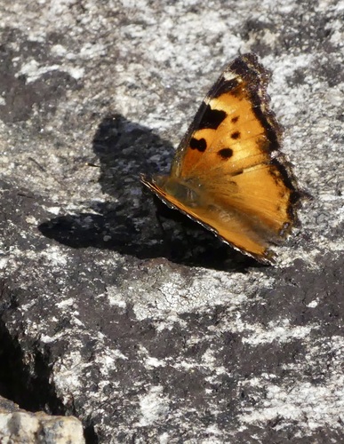 iNaturalist observation photo of California Tortoiseshell