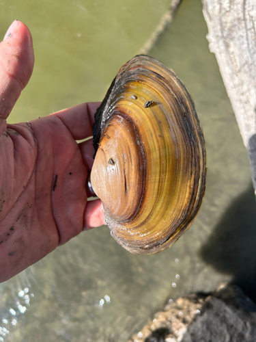 Giant Floater