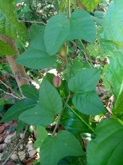 Passiflora rubra