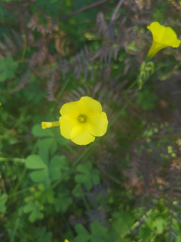 Bermuda buttercup