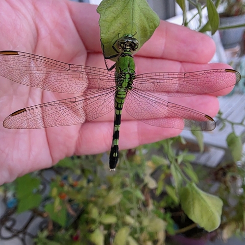 Eastern Pondhawk