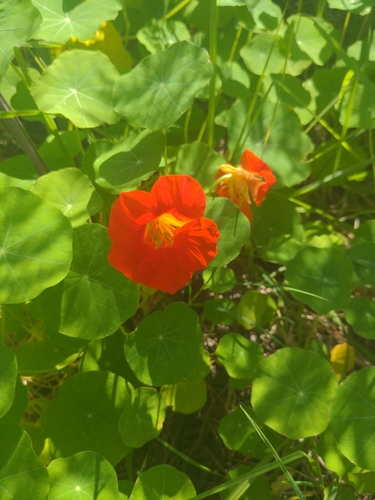 garden nasturtium