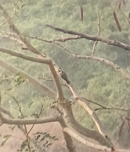 Freckle-breasted Woodpecker