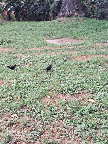 Greater Antillean Grackle