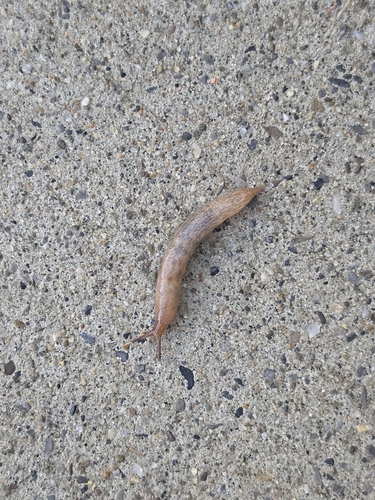 Milky Slug