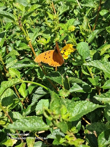 Gulf Fritillary