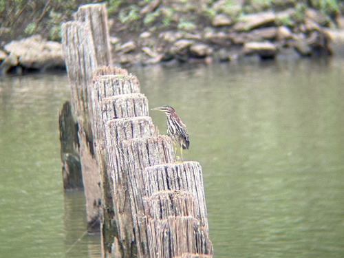 Green Heron