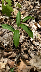 Maianthemum racemosum