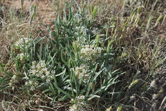 Asclepias involucrata