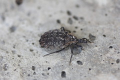 Triatoma gerstaeckeri