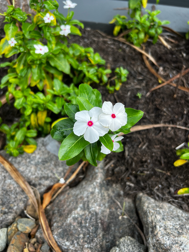 Catharanthus roseus observed 2026-05-16