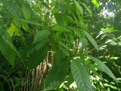 Palicourea domingensis