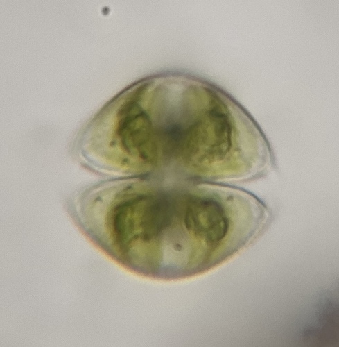 Staurodesmus dickiei, 2026-08-30