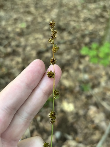 Carex sparganioides, 2026-09-10