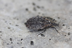 Triatoma gerstaeckeri