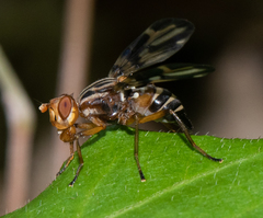 Idana marginata