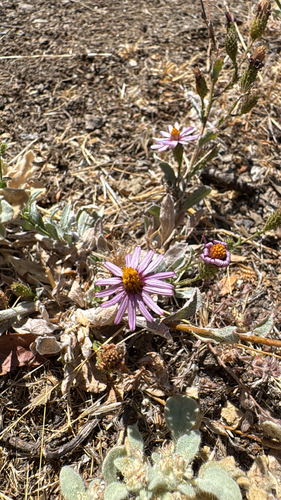 Corethrogyne filaginifolia, photograph 4