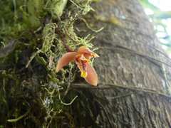 Maxillaria acutifolia