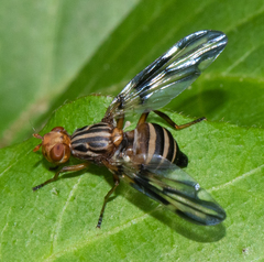Idana marginata