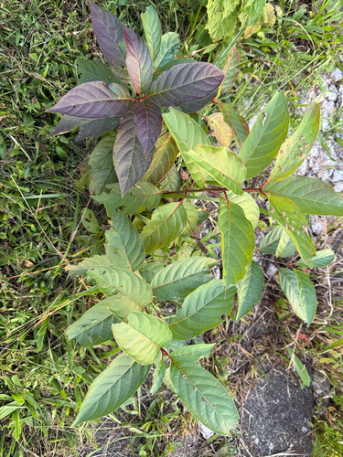 buttonbush