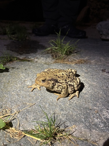 European Toad
