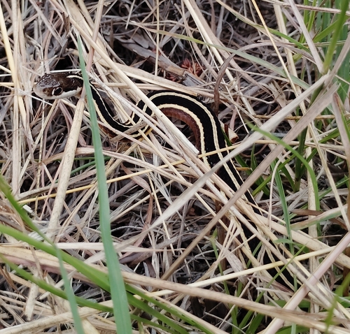 Common Ribbon Snake