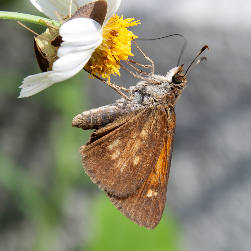 Southern Broad-winged Skipper